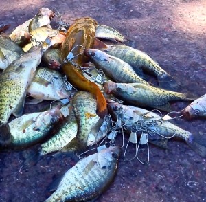 Broken Bow Lake Fishing Report
