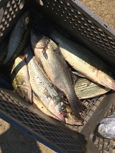 Broken Bow Lake Fishing Report